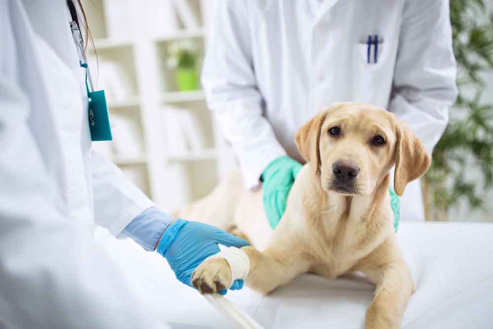 a dog with two veterinarians