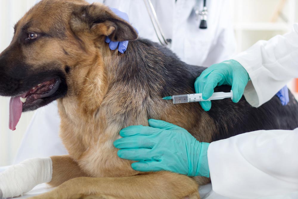 a dog having vaccine