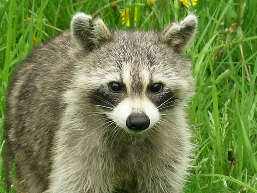 image of a racoon